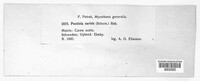 Puccinia caricis image